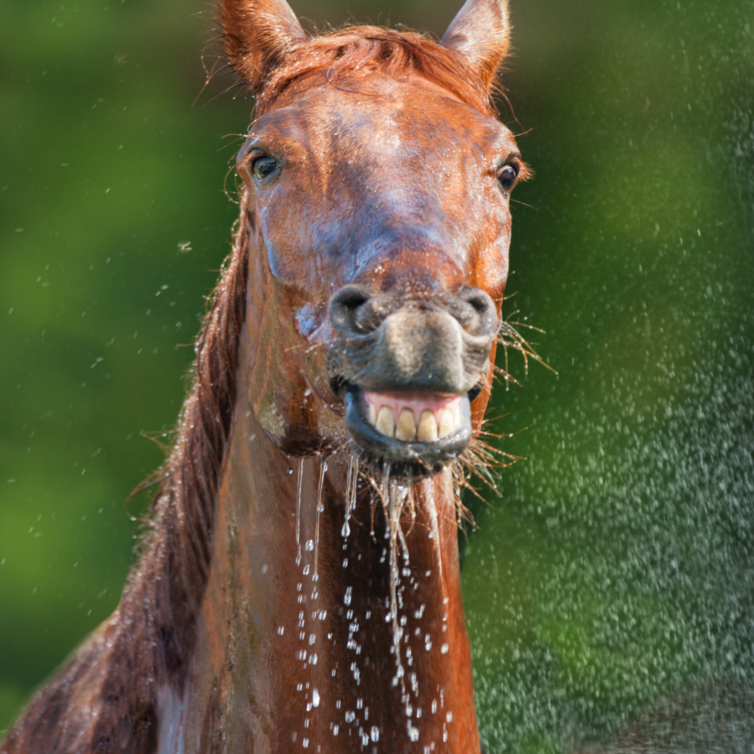 Our top 5 Equine health tips 🐴