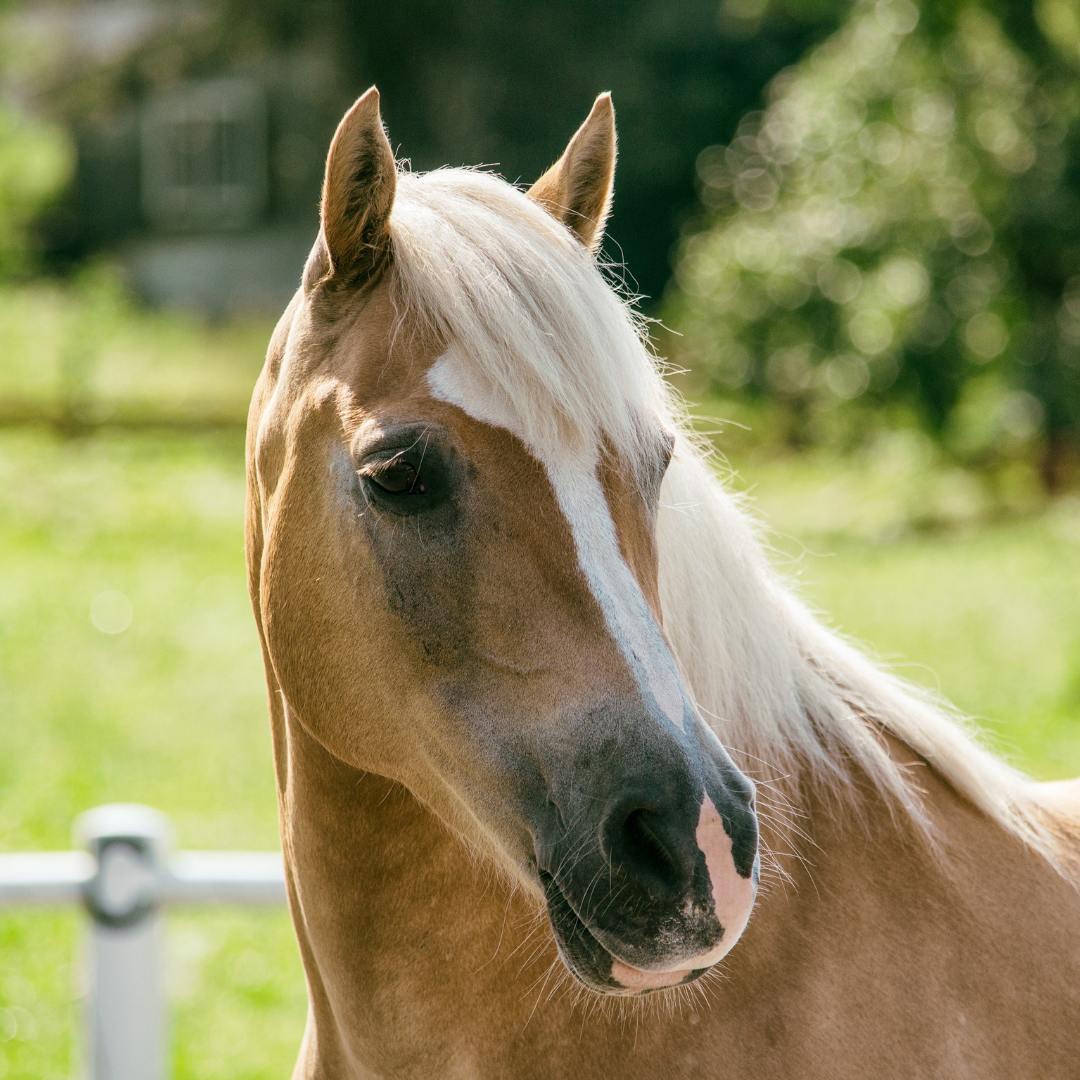 Top tips for a healthy mane & tail